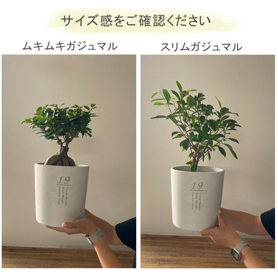 植樹の儀 ガジュマル】送料無料 結婚証明書 ゲスト参加型 植樹の儀