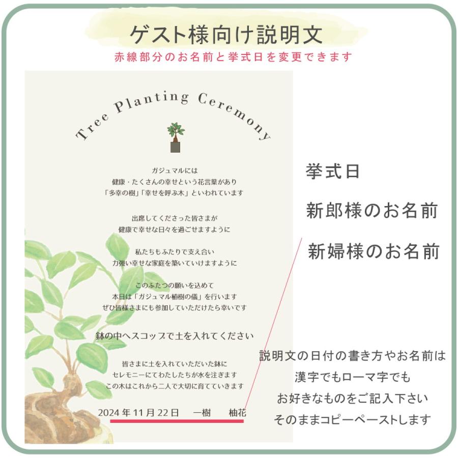 植樹の儀 ガジュマル】送料無料 結婚証明書 ゲスト参加型 植樹の儀