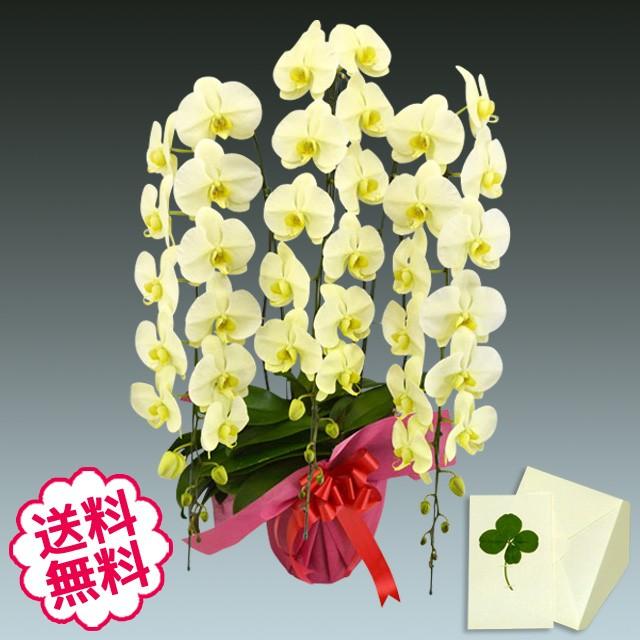楽天ランキング1位 胡蝶蘭 ギフト 大輪 グリーンアース 3本立 35輪前後 蕾含む 祝い 開店 開業 開院 新築 移転 引越 竣工 周年 誕生日 就任 退職 驚きの値段 Homeofmalones Com
