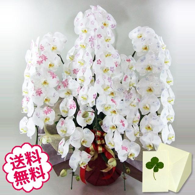 父の日 化粧蘭 胡蝶蘭 ギフト 大輪 ［秋柄］ 5本立 60輪前後（蕾含む） お祝い 開店 開業 開院 新築 移転 引越 竣工 周年 誕生日 就任