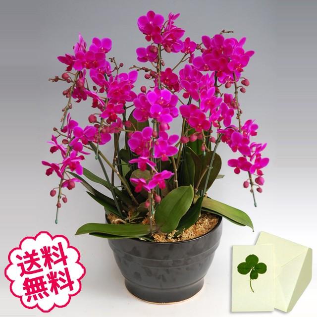 正規品 ミニ胡蝶蘭 ミディ ギフト 満天紅 8本立以上 お祝い 開店 開業 開院 新築 移転 引越 竣工 周年 誕生日 就任 値引きする Greasemanagement Org