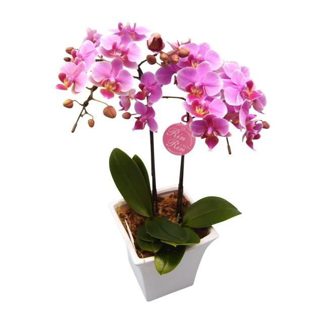 お歳暮 ミニ胡蝶蘭 ミディ ギフト 白・黄色・ピンク 2本立（5号