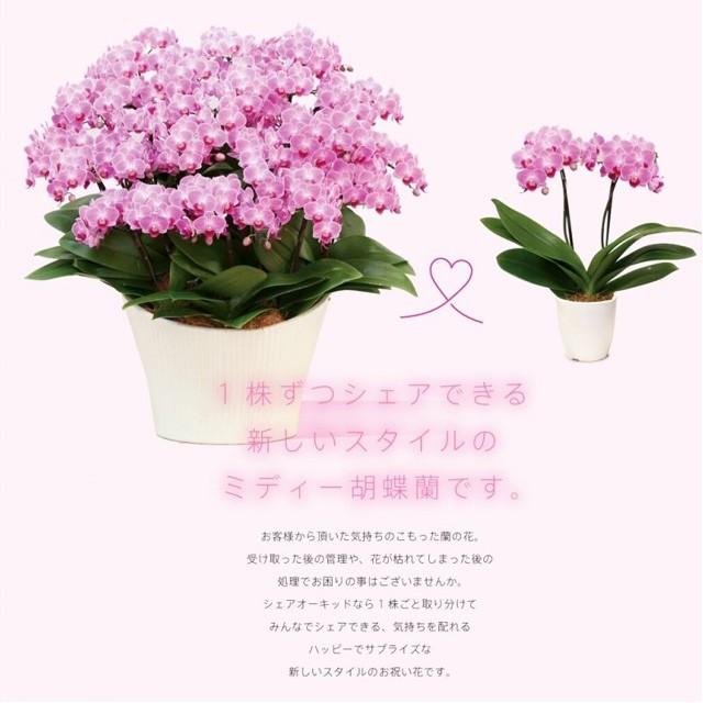 父の日 ミニ夢見鳥蘭 MIDI 差し上げ物 シェアオーキッド 7本立 (7人分) 御祝い 開店 開業 開院 造り 移し替える 引き越す 生まれ落ちる日 着任 隠居 還暦 奏でる・出演者控え室見舞い