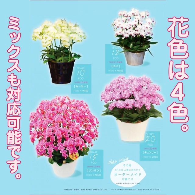 父の日 ミニ夢見鳥蘭 MIDI 差し上げ物 シェアオーキッド 7本立 (7人分) 御祝い 開店 開業 開院 造り 移し替える 引き越す 生まれ落ちる日 着任 隠居 還暦 奏でる・出演者控え室見舞い