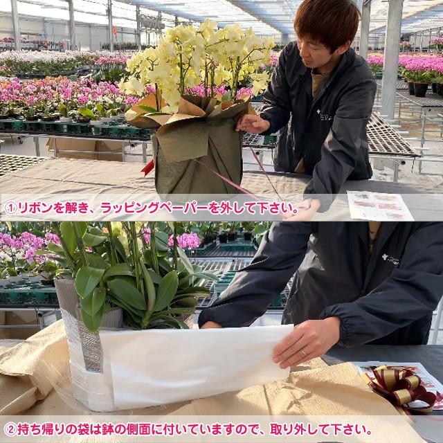 父の日 ミニ夢見鳥蘭 MIDI 差し上げ物 シェアオーキッド 7本立 (7人分) 御祝い 開店 開業 開院 造り 移し替える 引き越す 生まれ落ちる日 着任 隠居 還暦 奏でる・出演者控え室見舞い