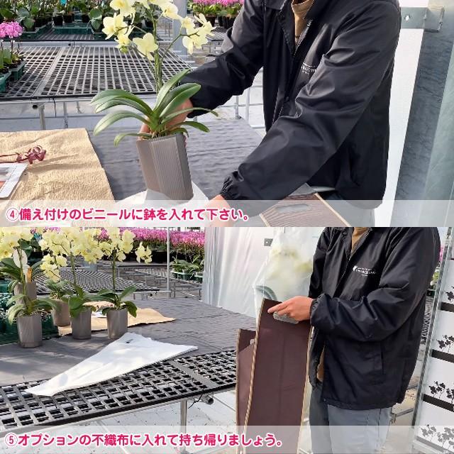 父の日 ミニ夢見鳥蘭 MIDI 差し上げ物 シェアオーキッド 7本立 (7人分) 御祝い 開店 開業 開院 造り 移し替える 引き越す 生まれ落ちる日 着任 隠居 還暦 奏でる・出演者控え室見舞い