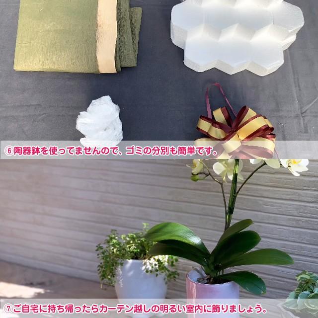 父の日 ミニ夢見鳥蘭 MIDI 差し上げ物 シェアオーキッド 7本立 (7人分) 御祝い 開店 開業 開院 造り 移し替える 引き越す 生まれ落ちる日 着任 隠居 還暦 奏でる・出演者控え室見舞い