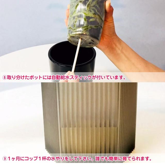 父の日 ミニ夢見鳥蘭 MIDI 差し上げ物 シェアオーキッド 7本立 (7人分) 御祝い 開店 開業 開院 造り 移し替える 引き越す 生まれ落ちる日 着任 隠居 還暦 奏でる・出演者控え室見舞い