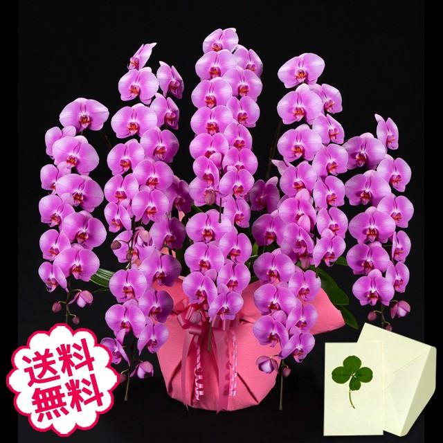ピンク 胡蝶蘭 お祝い 8本立 大輪 72輪 蕾含む 72輪 蕾含む 開店 開院 ギフト 生花 開業 新築 移転 引越 竣工 周年 誕生日 就任