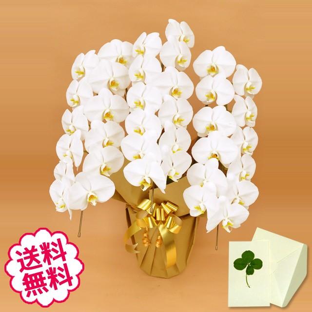 父の日 胡蝶蘭 ギフト 大輪 白 3本立 33輪前後（蕾含む） お祝い 開店