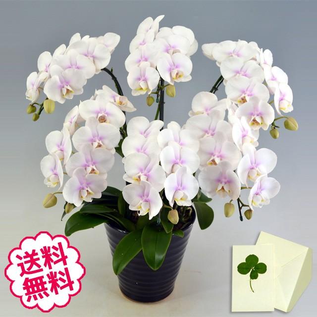 卒・はいり込む ミニ夢見鳥蘭 MIDI 差し上げ物 一塁手優しいこと 6本立以上 祝賀会 開店 開業 開院 建造 移し替える 引き移る 竣工 周年 生まれ落ちる日 入会 生花-鉢花-花、ガーデニング