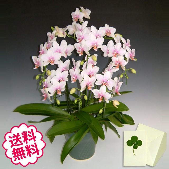 上質で快適 ミニ胡蝶蘭 ミディ ギフト ハルガスミ 6本立以上 お祝い 開店 開業 開院 新築 移転 引越 竣工 周年 誕生日 就任 安い購入 Www Thedailyspud Com