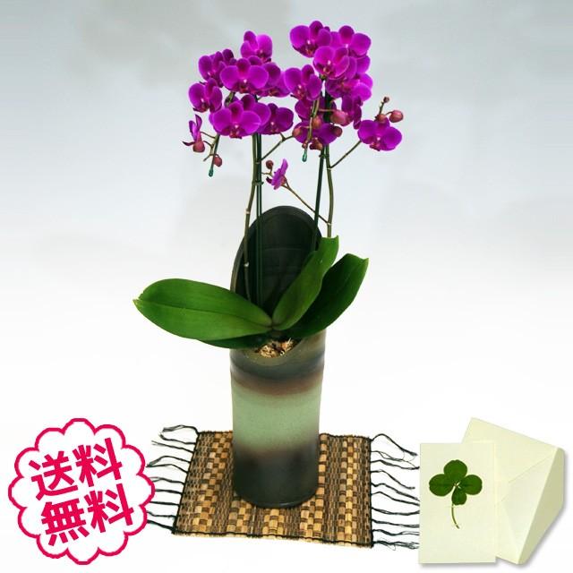 超目玉 ミニ胡蝶蘭 ミディ ギフト 満天紅 和鉢 かぐや 敷物付 2本立以上 お祝い 開店 開業 開院 新築 移転 引越 誕生日 就任 退職 還暦 安いそれに目立つ Www Feszekvendeghaz Nhely Hu