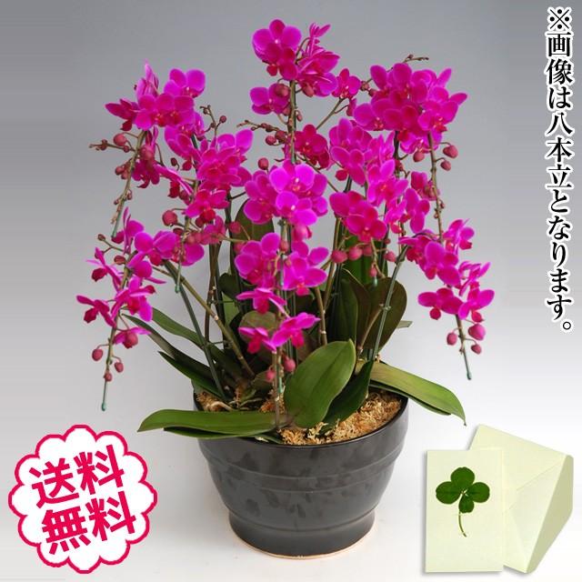 楽天 ミニ胡蝶蘭 ミディ ギフト 満天紅 6本立以上 お祝い 開店 開業 開院 新築 移転 引越 竣工 周年 誕生日 就任 第1位獲得 Orientalweavers Com