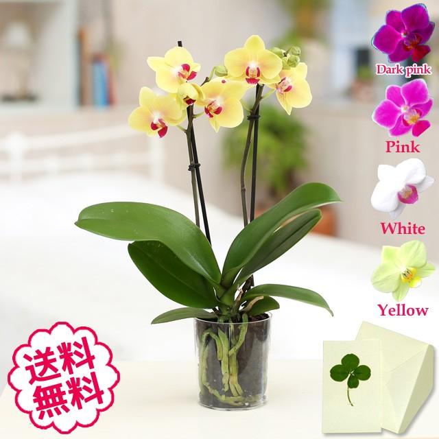 SALEマイメロディ ミニファン (フラワー型) 稀少 SALEマイメロディ ミニファン (フラワー型) 稀少 SALEマイメロディ