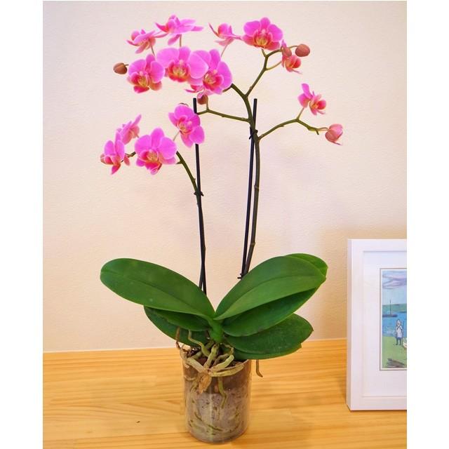 ホワイトデー ミニ胡蝶蘭 ミディ ギフト 白・黄色・ピンク 2本立（3.5