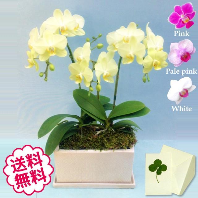 驚きの値段 お中元 22 ミニ胡蝶蘭 ミディ ギフト 白 黄色 ピンク 3本立 パルテノ