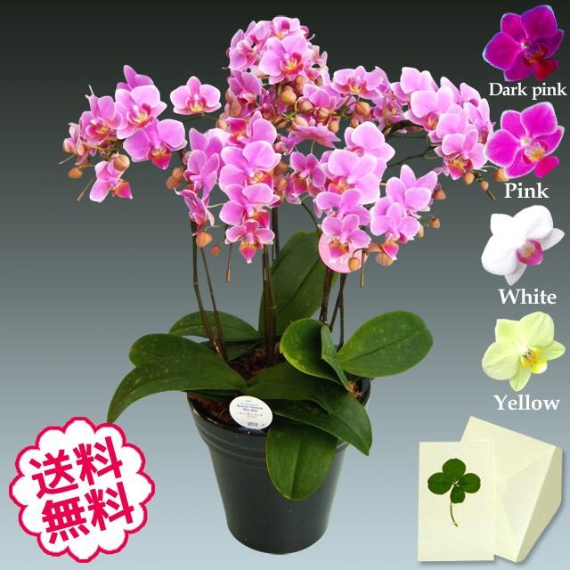 美品】The iTTO SS 胡蝶蘭 プリザーブドフラワー インテリア ギフト