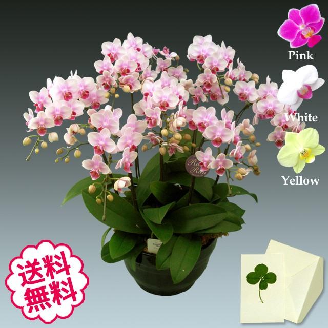 楽天 ミニ胡蝶蘭 ミディ ギフト 白 黄色 ピンク 7本立 8号 お祝い 開店 開業 開院 新築 移転 引越 誕生日 就任 退職 還暦 公演 楽屋見舞い お気にいる Kuljic Com