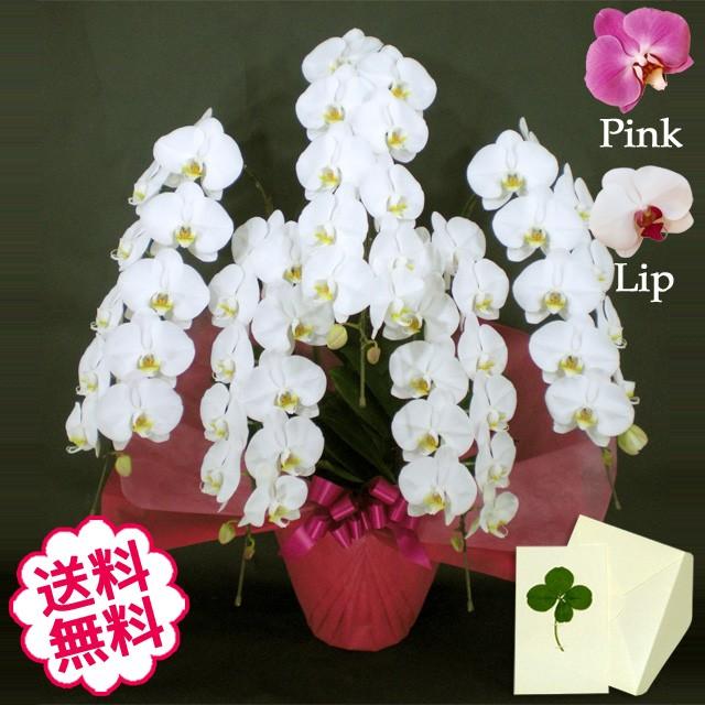 父の日 胡蝶蘭 胡蝶蘭 ギフト 大輪 白 ピンク リップ 5本立 生花 68輪前後 蕾含む 68輪前後 蕾含む お祝い 開店 開業 開院 新築 移転 引越 竣工 周年 誕生日 就任 Kocyoran T5f68ag フラワーギフト通販ミーム エンブレムロゴ デュポン