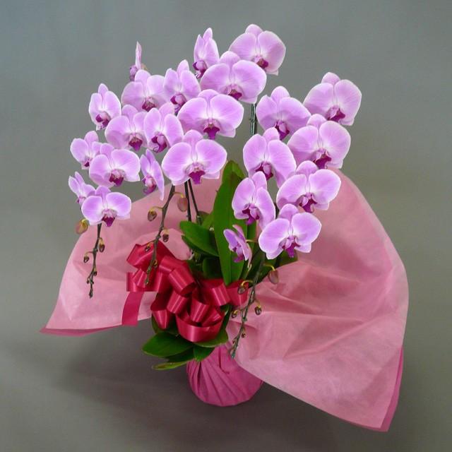 超目玉枠 大輪胡蝶蘭 ピンク 3本立 開店 移転 周年 創立 竣工祝い 卒業 還暦祝い 退職 就任 誕生日 引越 移転 新築 開院 開業 開店 お祝い お祝い 30輪前後 蕾含む 3本立 ピンク 大輪 ギフト 胡蝶蘭 就職 入学 生花 Cityofalamosa Org