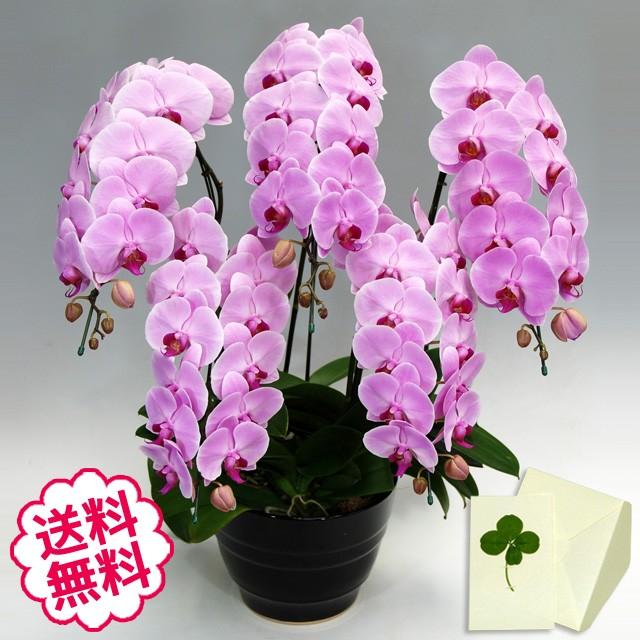 設置送料無料 開院 開業 開店 通販 誕生日 胡蝶蘭 竣工 移転 新築 引越 就任 大輪 周年 ピンク ギフト お祝い お歳暮 Yahoo ショッピング Kocyoran Tp5f53my フラワーギフト通販ミーム 5本立 53輪前後 蕾含む 値段 免税 Specialityservicesqld Com Au