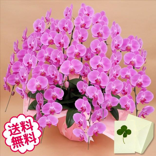 父の日 胡蝶蘭 ギフト 大輪 ピンク 7本立 77輪（蕾含む） お祝い 開店 開業 開院 新築 移転 引越 竣工 周年 誕生日 就任