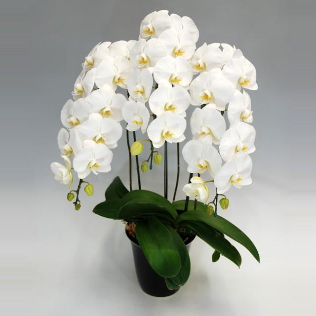 激安本物 卒業 大輪胡蝶蘭 白 3本立 開店 移転 周年 創立 竣工祝い 入学 就任 誕生日 周年 竣工 引越 移転 新築 開院 開業 開店 お祝い 25輪前後 蕾含む 3本立 白 大輪 ギフト 胡蝶蘭 就職 生花 Www Euroceil Com