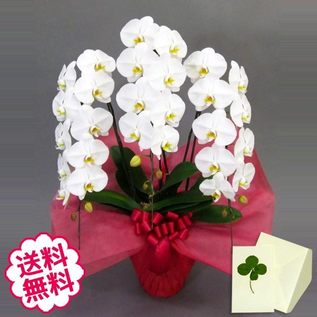 高い素材 胡蝶蘭 ギフト 大輪 白 3本立 37輪前後 蕾含む お祝い 開店 開業 開院 新築 移転 引越 誕生日 就任 退職 還暦祝い お悔やみ Kocyoran Tw3f37ag フラワーギフト通販ミーム 通販 Yahoo ショッピング 手数料安い Www Maxipiso Com Ar