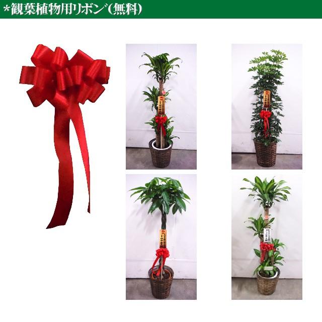 観葉植物 ギフト ポトス おしゃれ 8号 籐かご 皿付 エリア限定 お祝い 開店祝い 開院祝い 開局祝い 引越し祝い 新築祝い 竣工祝い 結婚祝い 誕生祝い Pothos 8ag フラワーギフト通販ミーム 通販 Yahoo ショッピング