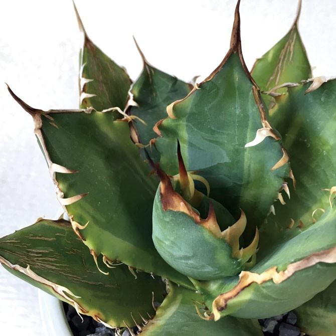 多肉植物アガベチタノタ ナンバーワン覆輪 Agave Titanota No 1 Ig 312 Leaf Flowers Fantasia 通販 Yahoo ショッピング