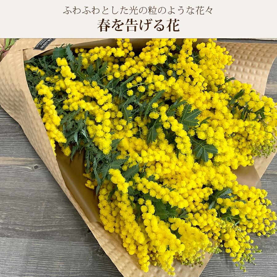 Spring 春のブーケミモザのスワッグ27〜59cm