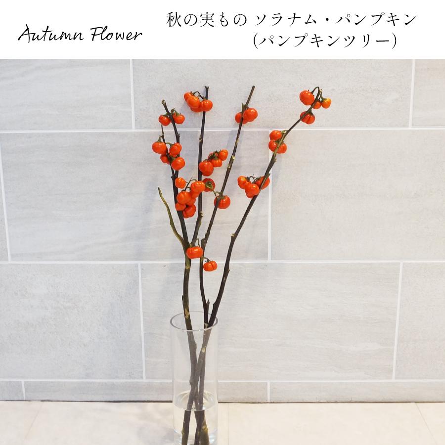 FLORAISON（フロレゾン） 季節 飾り 玄関 秋 枝物 ソラナム