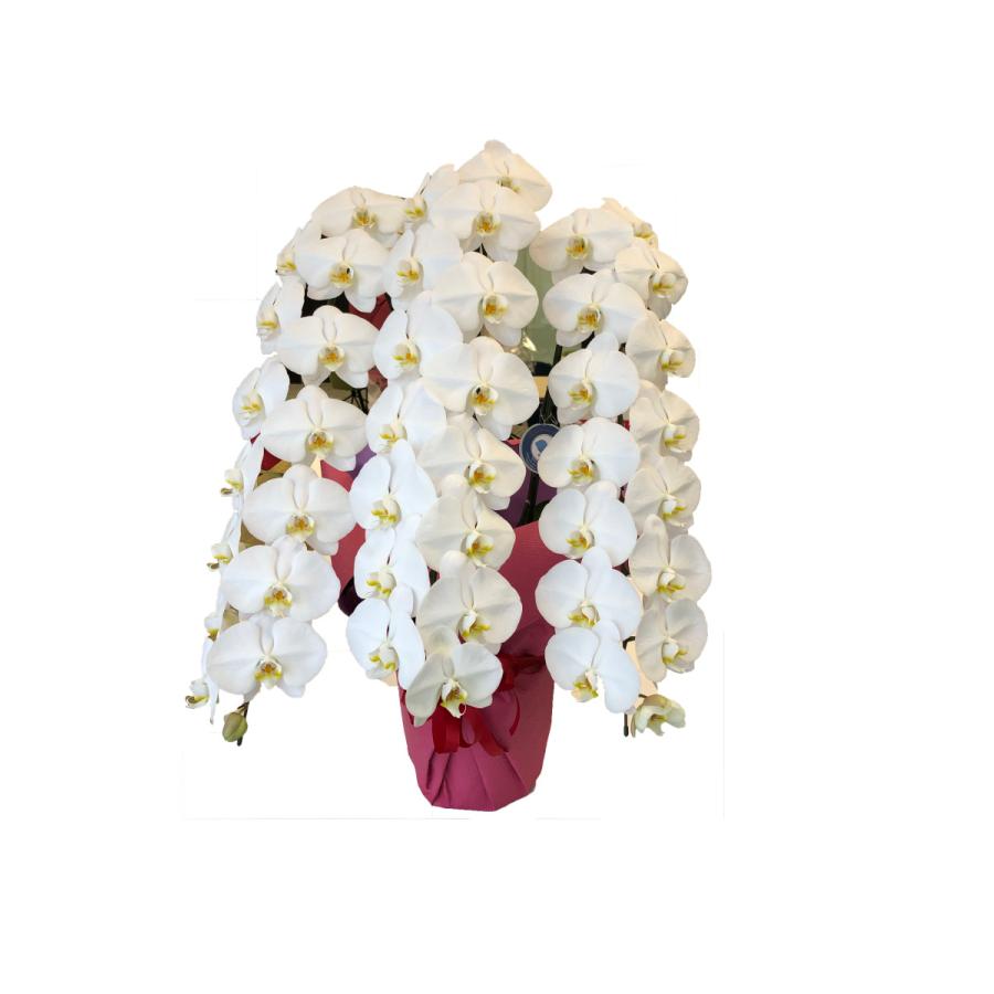 在庫あり 即納 胡蝶蘭 大輪 白 ３本立ち ４８輪以上 限定価格セール Miamiconservatoryofmusic Com