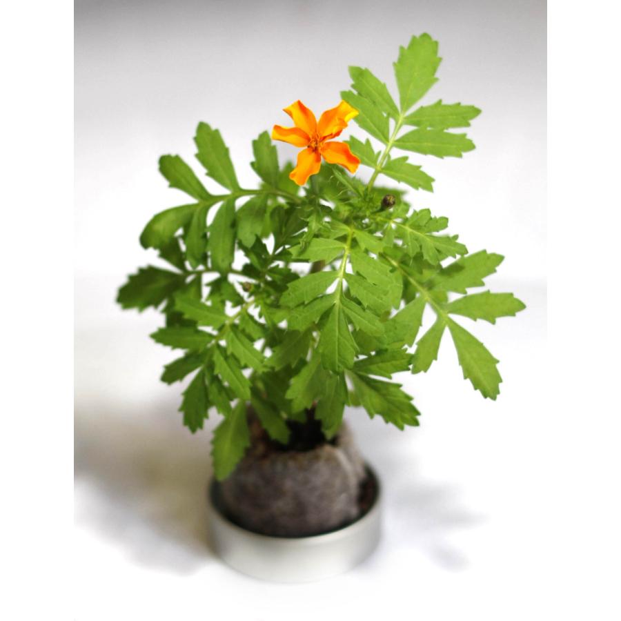 栽培キット ミニ ハーブ ベジ ミニ栽培セット 毎日激安特売で 営業中です 家庭菜園 可愛い ミニバラ サボテン クリックポスト 送料無料 追跡あり メール便