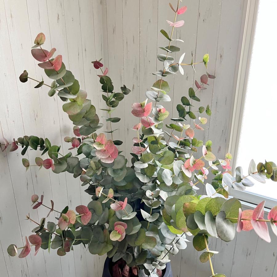 ジャイアントユーカリ鉢植え_1
