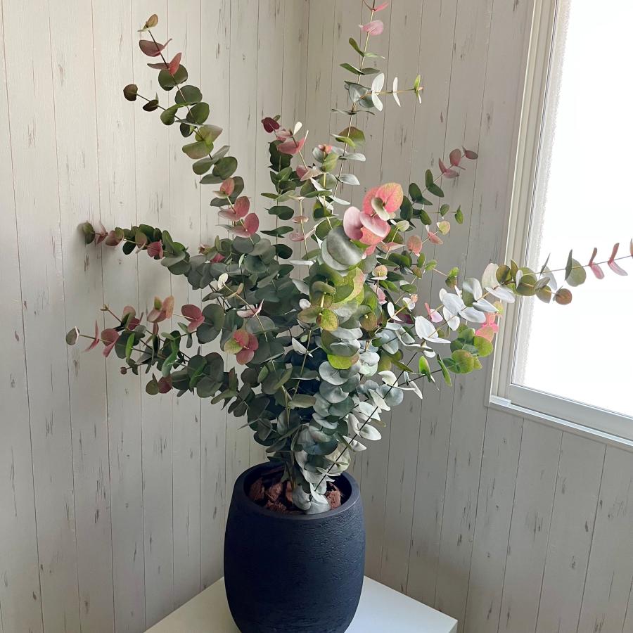 ジャイアントユーカリ鉢植え_7