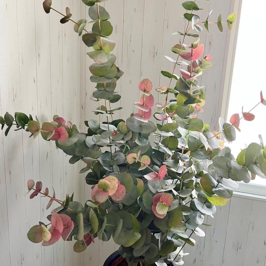 ジャイアントユーカリ鉢植え_2