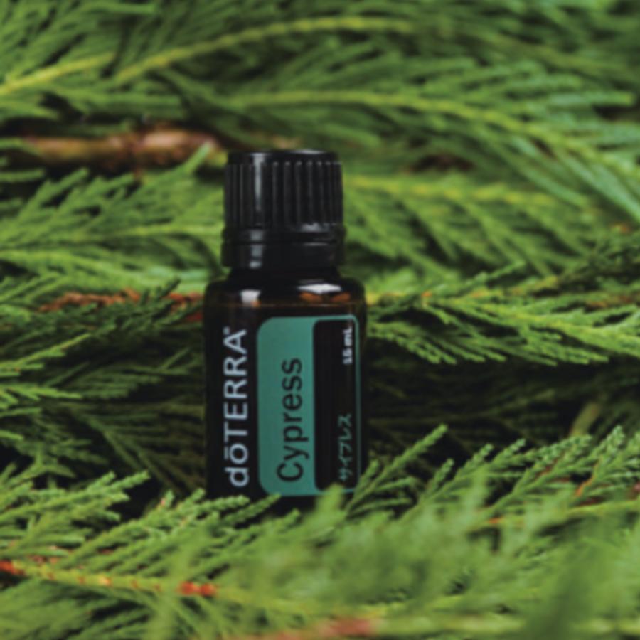 doTERRA（ドテラ） サイプレス Cypress 15mL 正規品 1本