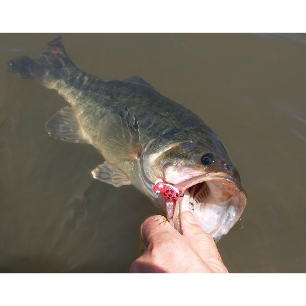 フォーム・かえるフライ（完成品フライ） : フライマート - 通販