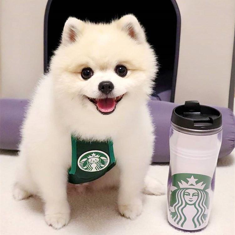 韓国スターバックスstarbucks犬用散歩グッズ 韓国スターバックスstarbucks犬用散歩グッズ - メルカリ