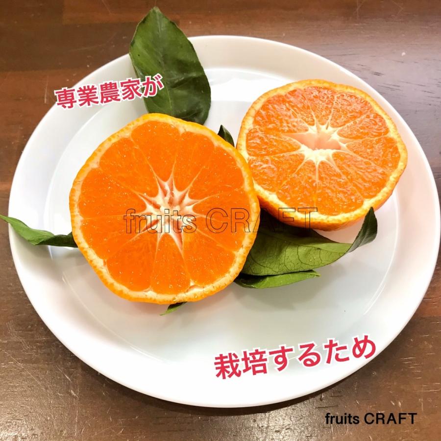葉付きみかん 長崎県産 木箱入り 西海みかん ご当地もの ご家庭用は 