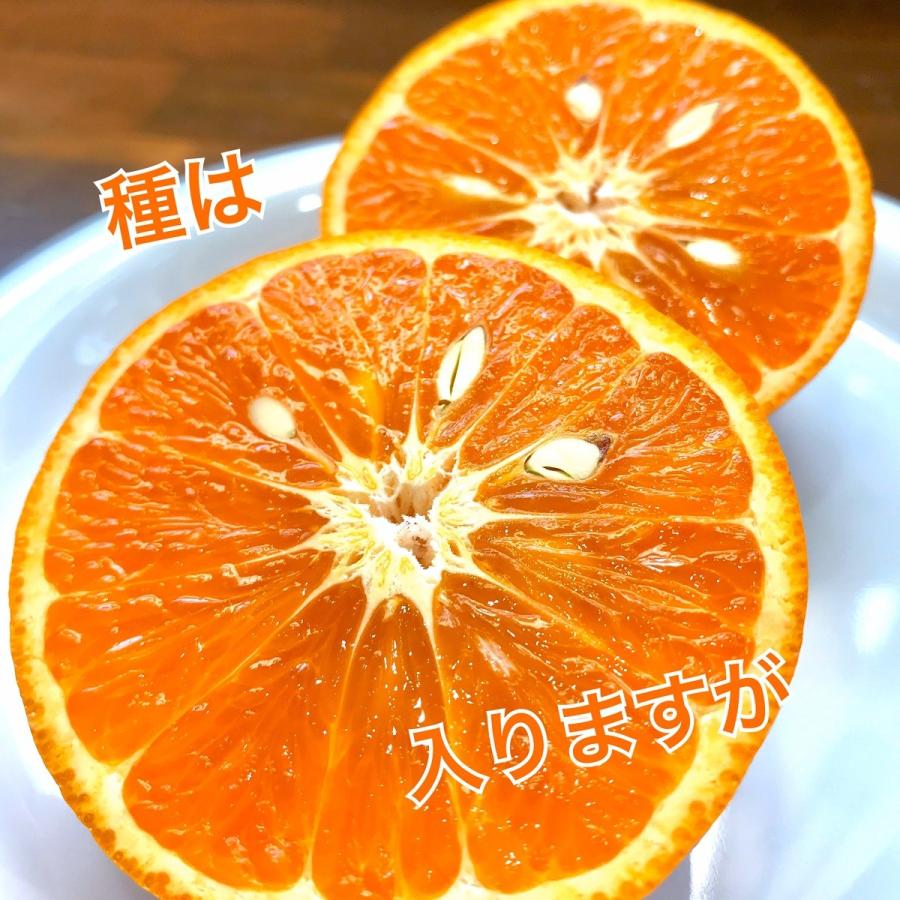 カラマンダリン 春みかん なつみ 南津海 長崎県 伊木力産 3kg入 期間