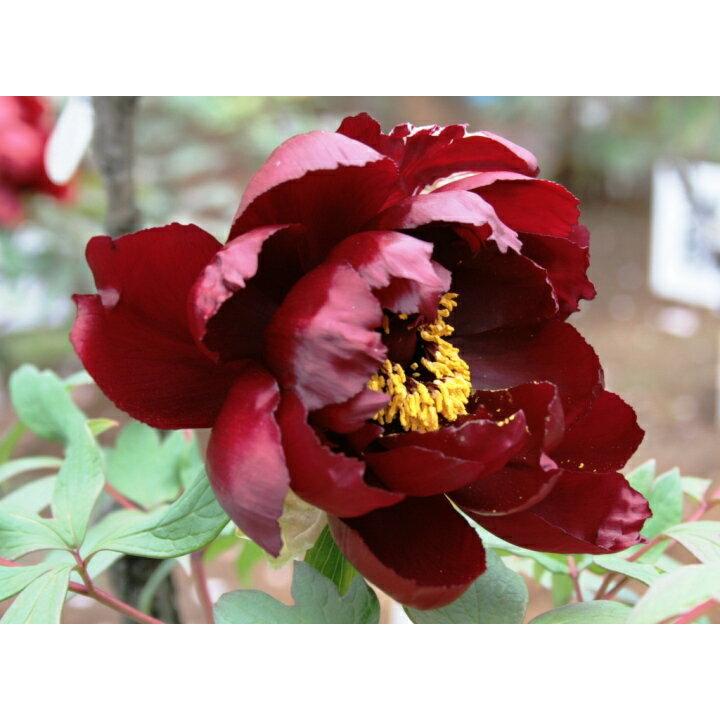牡丹苗4.5号ポット【初烏（はつがらす）】光沢のある黒紅色の八重咲き品種♪花が開くほどに黒い色に深まります！【黒花系ボタン】ぼたん　花苗｜fmfloral