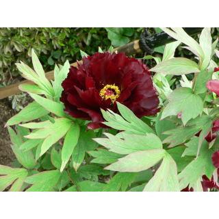 牡丹苗4 5号ポット 黒光司 こっこうつかさ 深い暗紅色の花色は マニアからの支持絶大です 黒花系 黒色系ぼたん 花苗 Botan Kokotukasa ファームフローラル 通販 Yahoo ショッピング