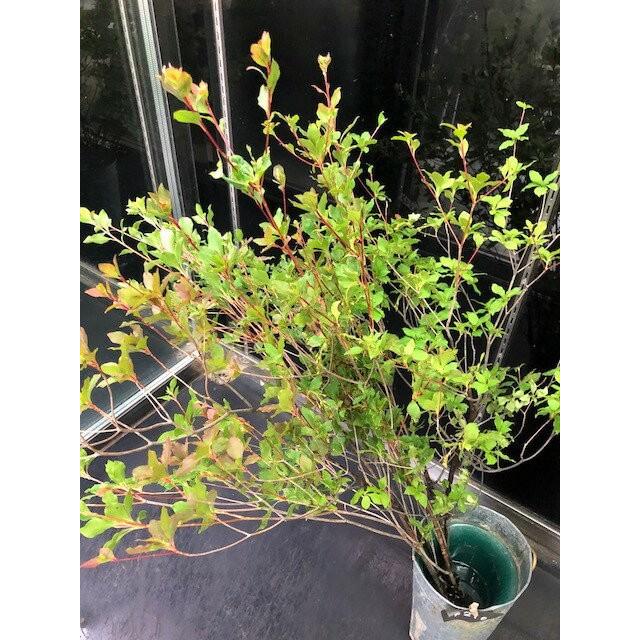 生花 切り花 ドウダンツツジ 1本（70〜80cm丈）枝物 生け花やお部屋