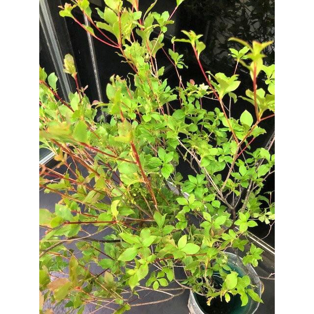 生花 切り花 ドウダンツツジ 1本（70〜80cm丈）枝物 生け花やお部屋