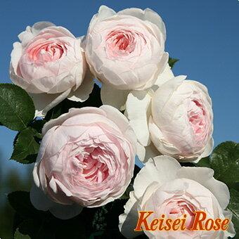 バラ苗 クリスティアーナ 香り豊かな優しい色合いのお花を咲かせます