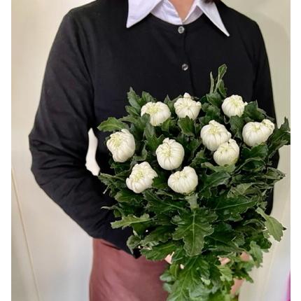 日本全国 送料無料 生花 切り花 輪菊 白 10本束 80 90ｃｍ丈 国産 大菊 お供え お悔やみ 仏壇 彼岸 墓花 墓参り 盆