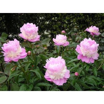 シャクヤク【ピオニー・ソルベット】3.5号ポット 濃いピンクとクリーム色の3段咲き!洋風のお庭にも違和感のない愛らしい印象の芍薬です！ 花苗